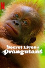 Secret Lives of Orangutans (2024)