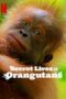 Secret Lives of Orangutans (2024)